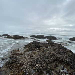 Meet your Posher, Chase